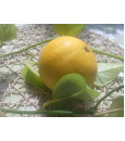 Grapefruit červený BIO 1 kg (Grep) na slunci dozrávaný